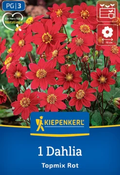 Kiepenkerl Frühjahrsblumenzwiebel Beet- & Topf-Dahlie Topmix Rot 1 Stück