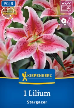 Kiepenkerl Frühjahrsblumenzwiebel Oriental-Lilie Stargazer 1 Stück