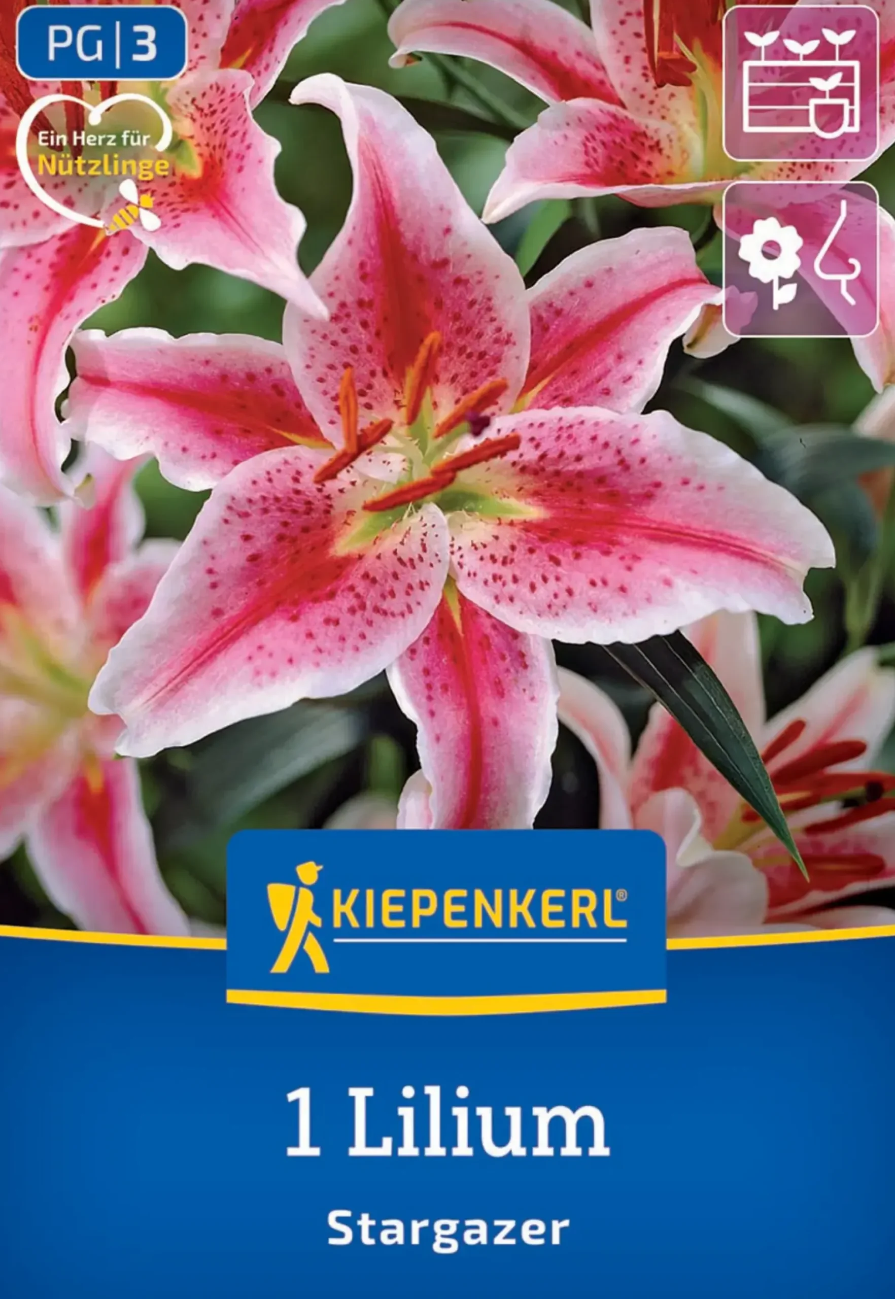 Kiepenkerl Frühjahrsblumenzwiebel Oriental-Lilie Stargazer 1 Stück