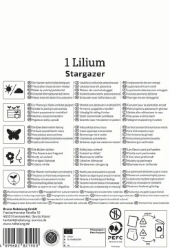 Kiepenkerl Frühjahrsblumenzwiebel Oriental-Lilie Stargazer 1 Stück