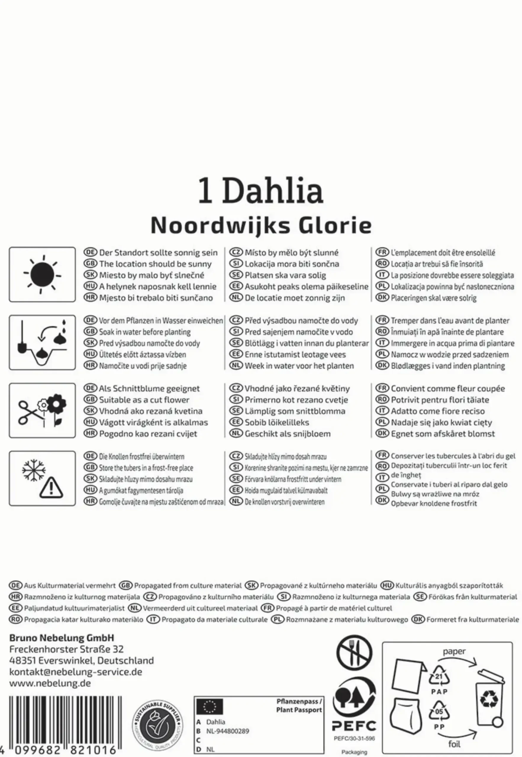 Kiepenkerl Frühjahrsblumenzwiebel Dekorative Dahlie Noordwijks Glorie 1 Stück