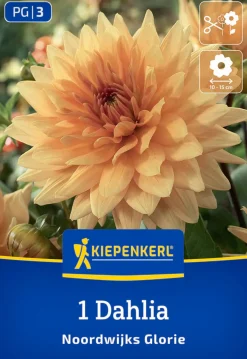 Kiepenkerl Frühjahrsblumenzwiebel Dekorative Dahlie Noordwijks Glorie 1 Stück