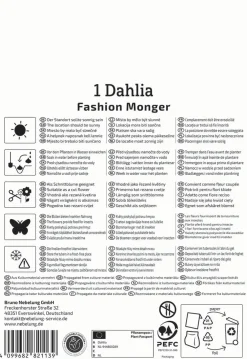 Kiepenkerl Frühjahrsblumenzwiebel Halskrausen-Dahlie Fashion Monger 1 Stück