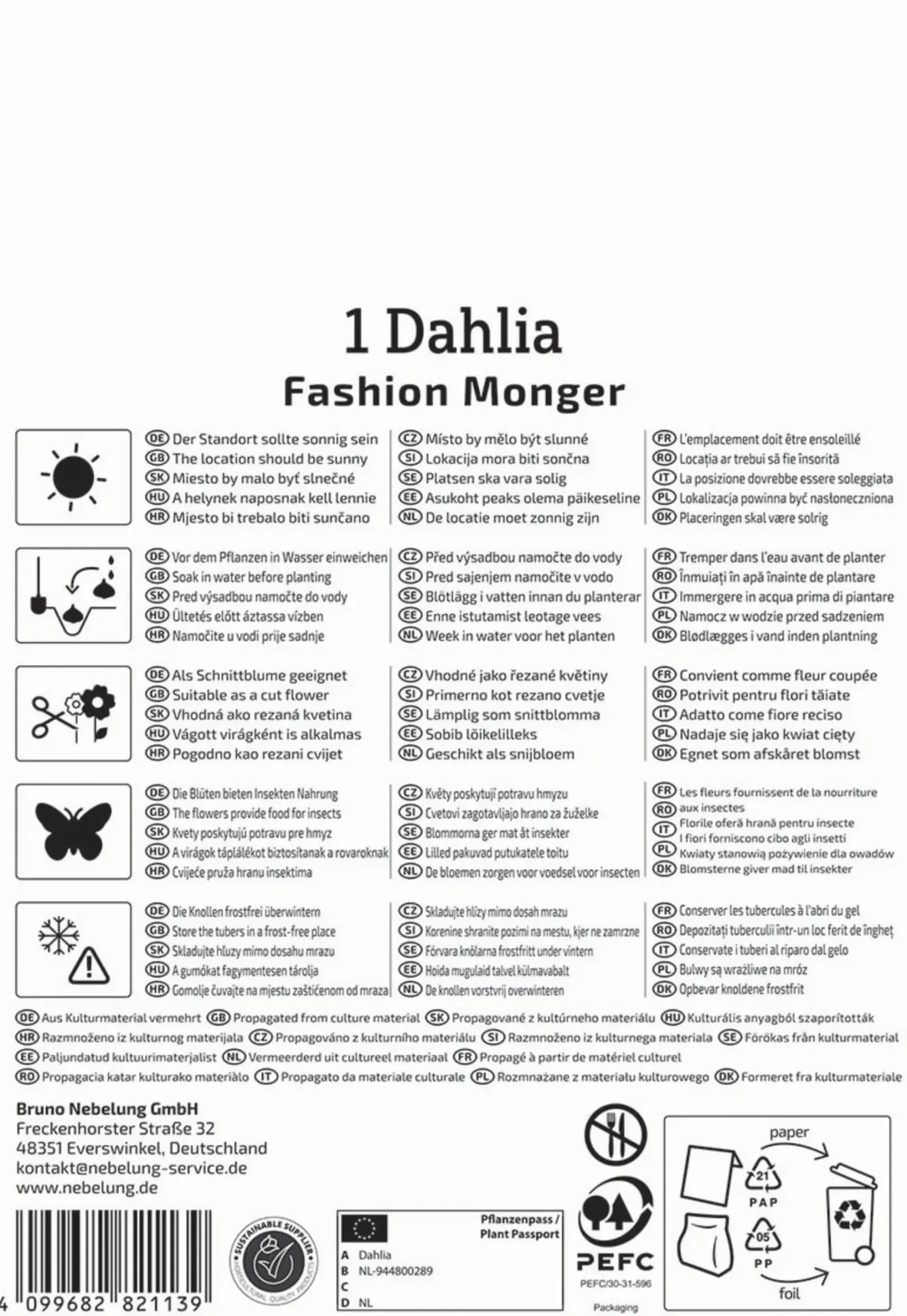 Kiepenkerl Frühjahrsblumenzwiebel Halskrausen-Dahlie Fashion Monger 1 Stück