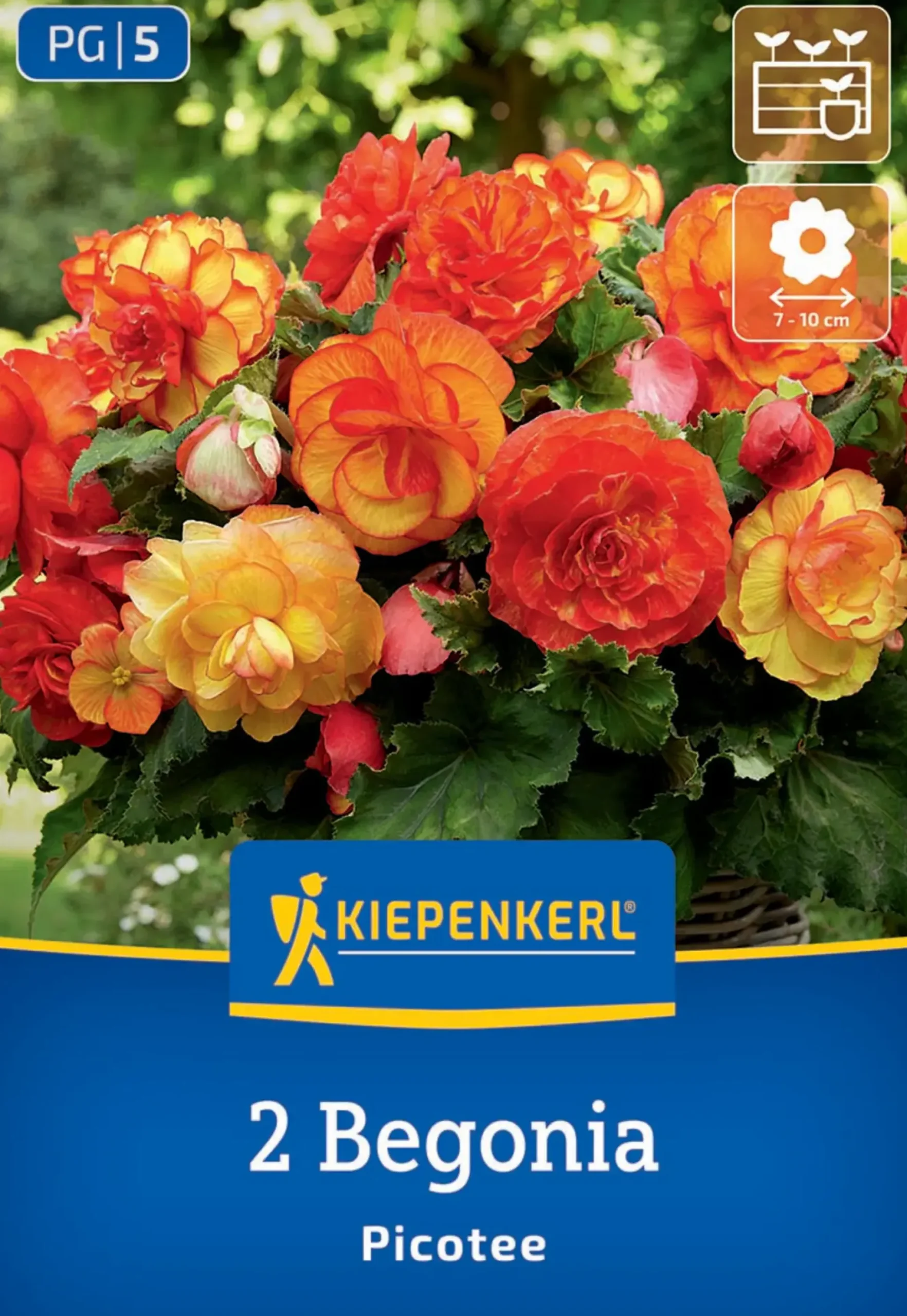 Kiepenkerl Frühjahrsblumenzwiebel Knollenbegonie Picotee 2 Stück