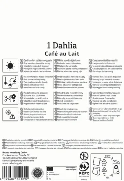Kiepenkerl Frühjahrsblumenzwiebel Dekorative Dahlie Café au Lait 1 Stück