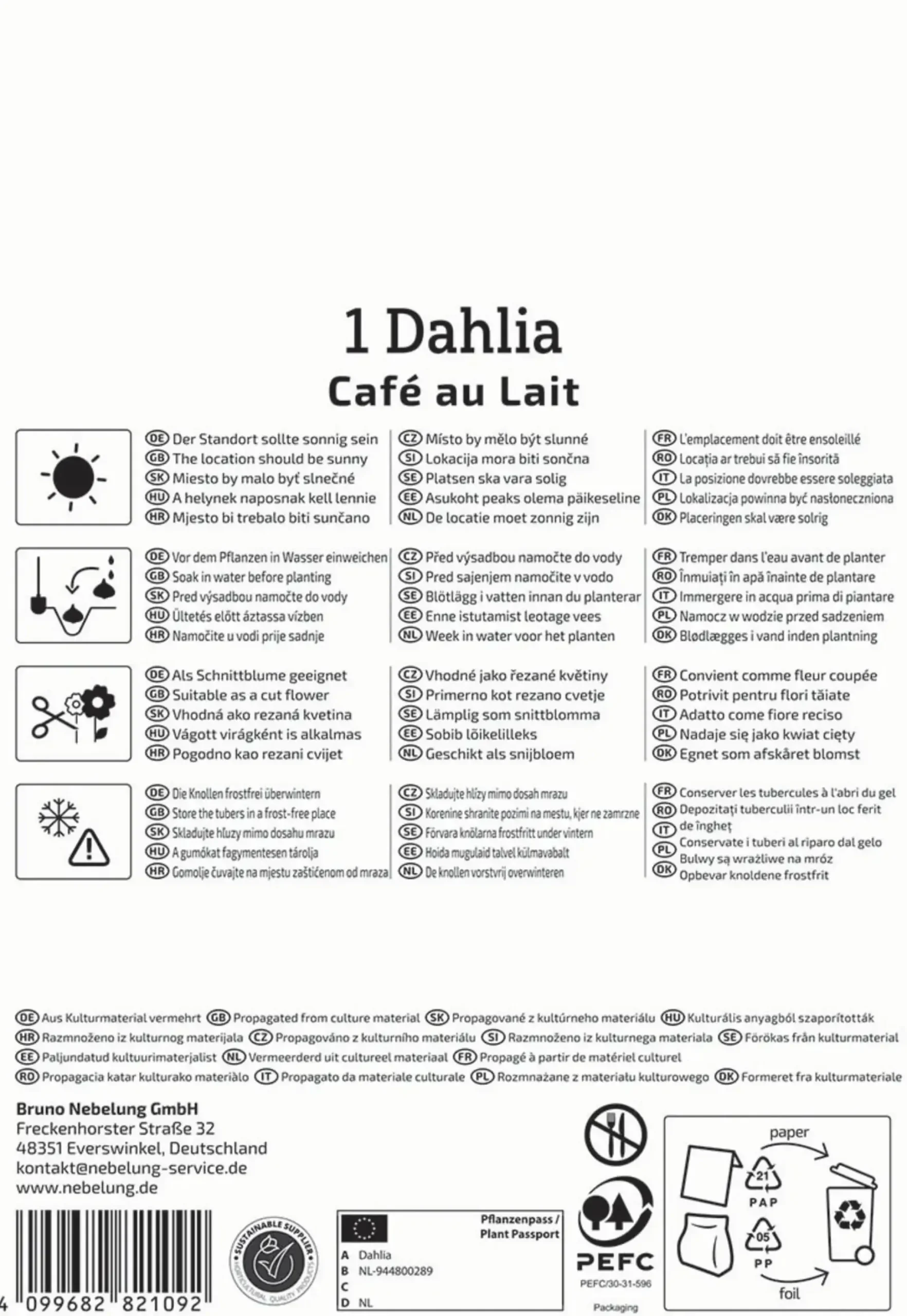 Kiepenkerl Frühjahrsblumenzwiebel Dekorative Dahlie Café au Lait 1 Stück