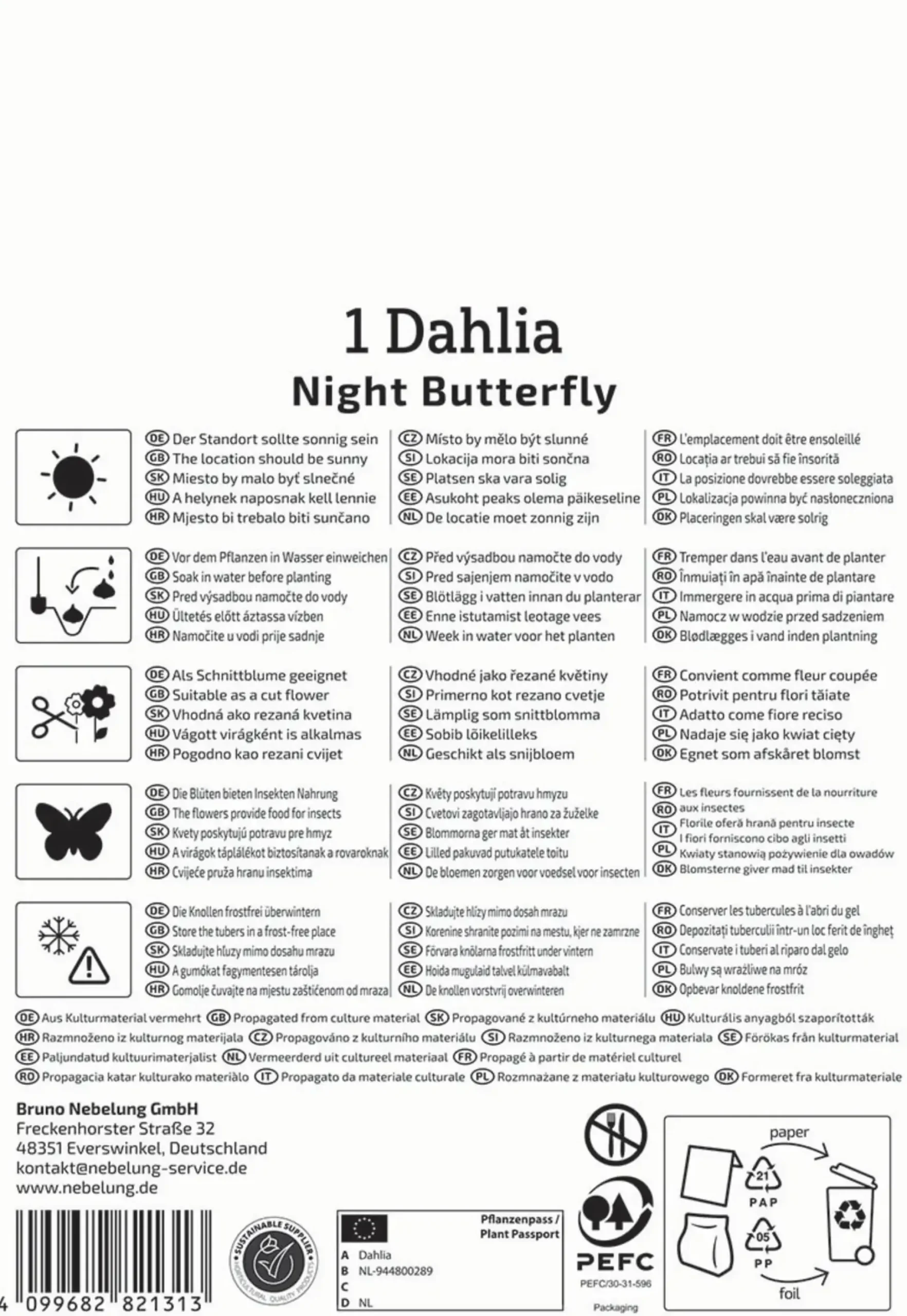Kiepenkerl Frühjahrsblumenzwiebel Halskrausen-Dahlie Night Butterfly 1 Stück
