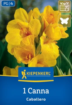Kiepenkerl Frühjahrsblumenzwiebel Blumenrohr Caballero 1 Stück