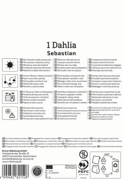 Kiepenkerl Frühjahrsblumenzwiebel Dekorative Dahlie Sebastian 1 Stück