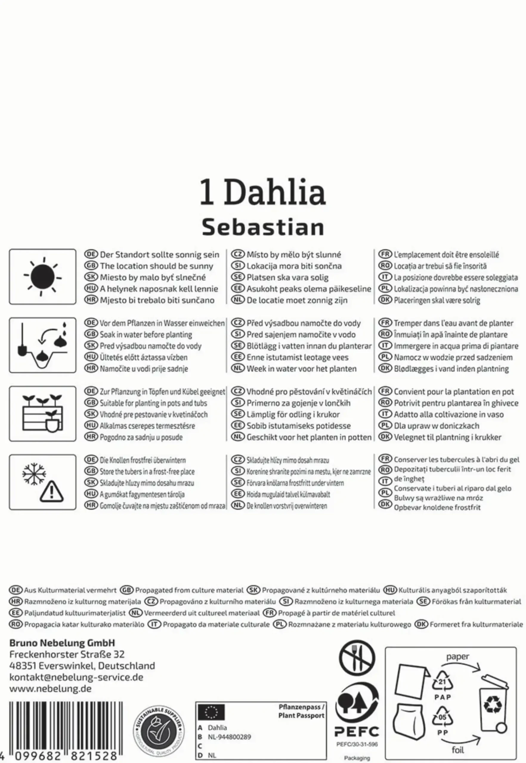 Kiepenkerl Frühjahrsblumenzwiebel Dekorative Dahlie Sebastian 1 Stück