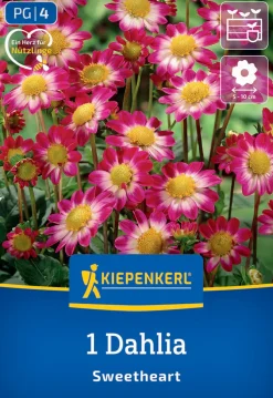 Kiepenkerl Frühjahrsblumenzwiebel Beet- & Topf-Dahlie Topmix Rosa mit Auge 1 Stück