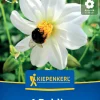 Kiepenkerl Frühjahrsblumenzwiebel Einfachblühende Dahlie Sneezy 1 Stück