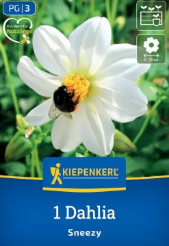 Kiepenkerl Frühjahrsblumenzwiebel Einfachblühende Dahlie Sneezy 1 Stück
