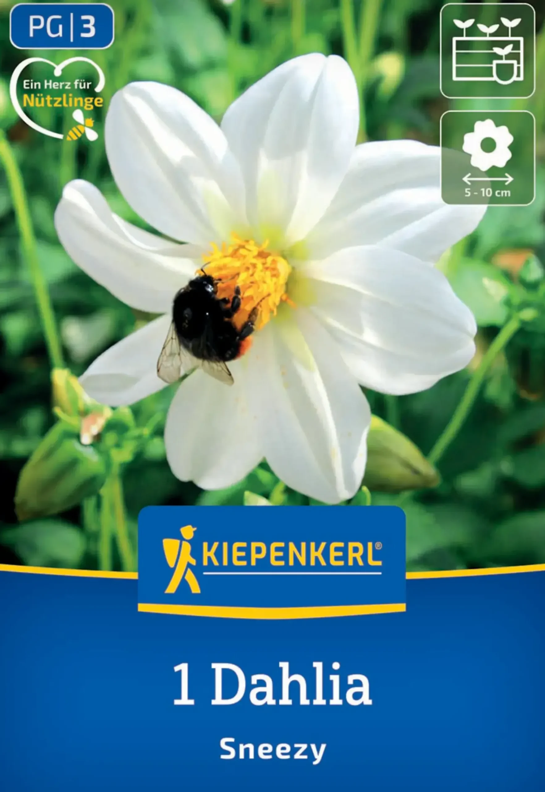 Kiepenkerl Frühjahrsblumenzwiebel Einfachblühende Dahlie Sneezy 1 Stück