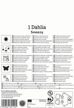 Kiepenkerl Frühjahrsblumenzwiebel Einfachblühende Dahlie Sneezy 1 Stück