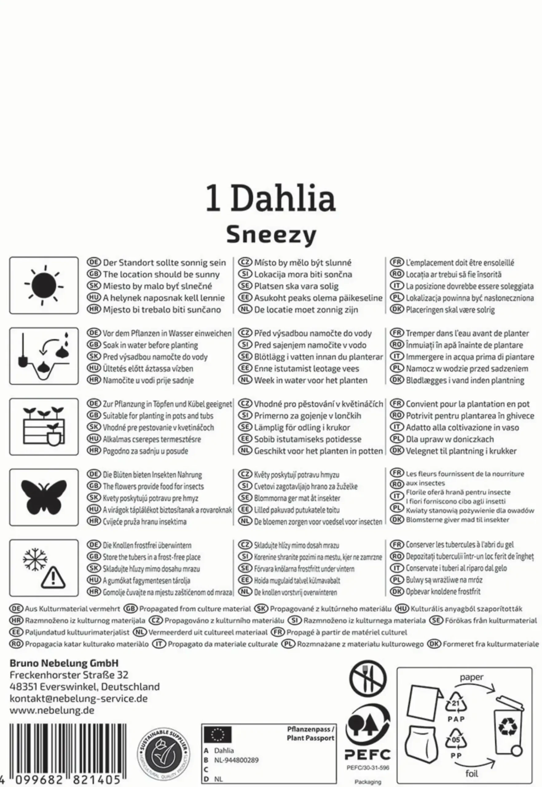 Kiepenkerl Frühjahrsblumenzwiebel Einfachblühende Dahlie Sneezy 1 Stück