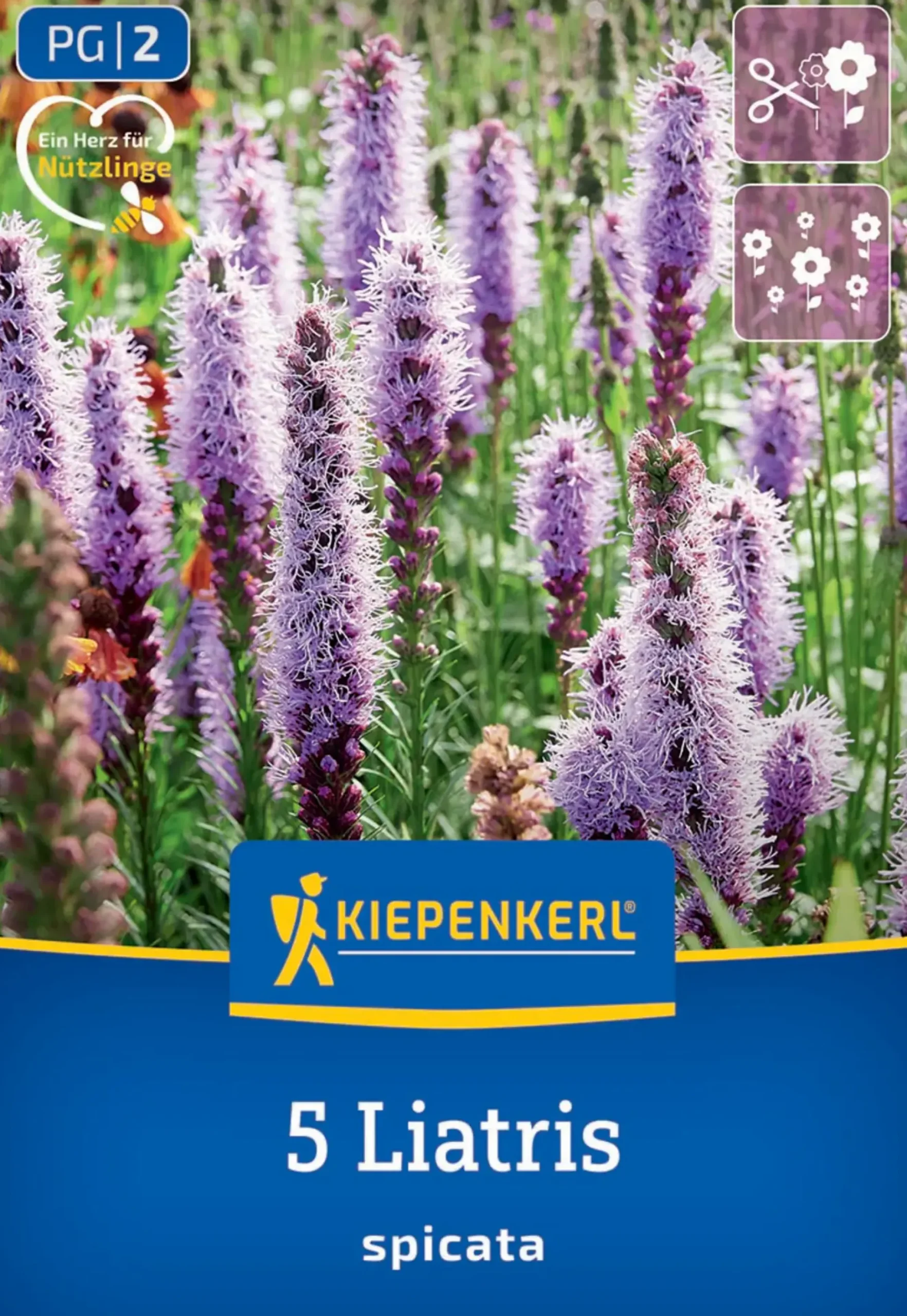 Kiepenkerl Frühjahrsblumenzwiebel Prachtscharte Liatris Blau 5 Stück