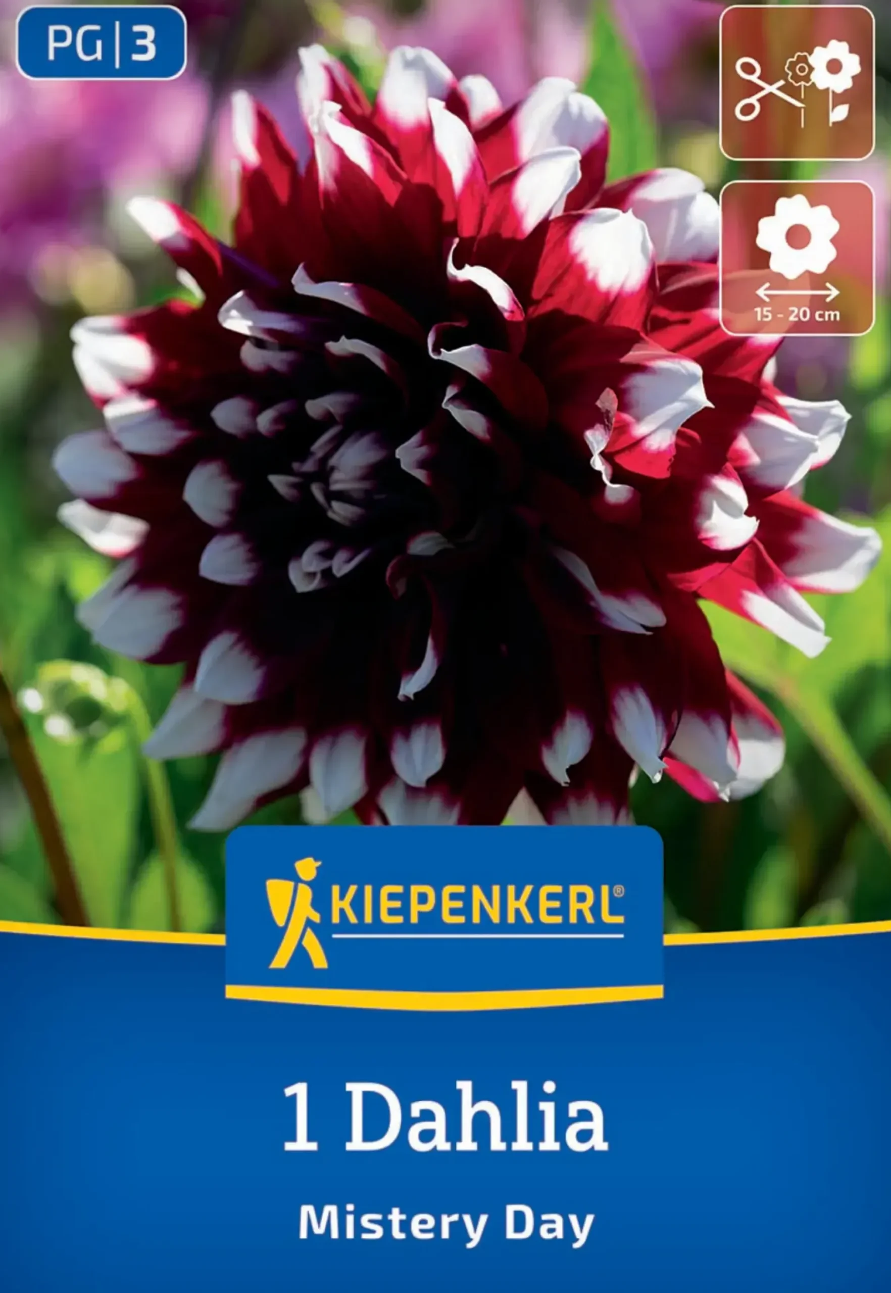 Kiepenkerl Frühjahrsblumenzwiebel Dekorative Dahlie Mistery Day 1 Stück