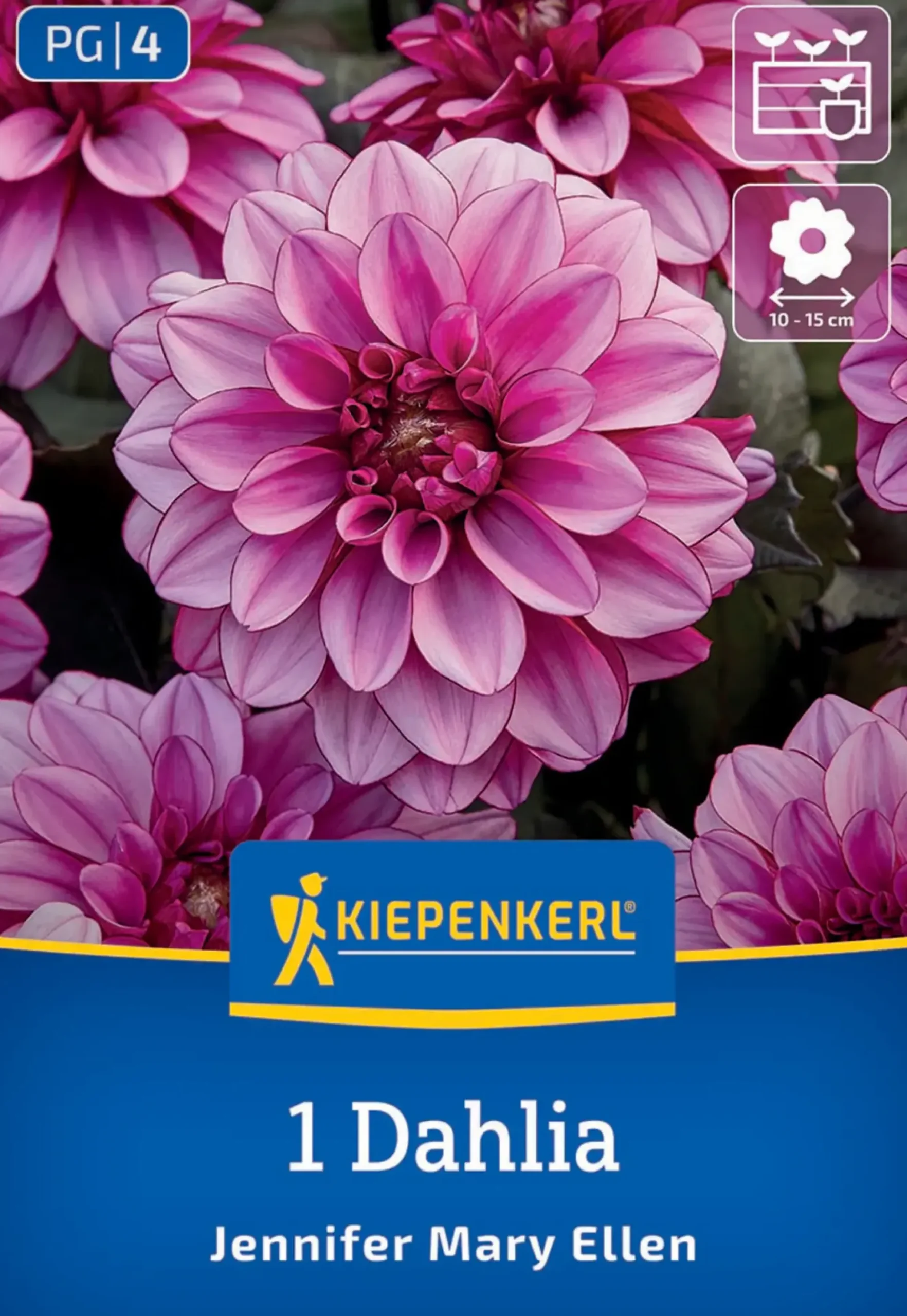 Kiepenkerl Frühjahrsblumenzwiebel Dekorative Dahlie Jennifer Mary Ellen 1 Stück