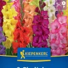 Kiepenkerl Frühjahrsblumenzwiebel Großblumige Gladiole Holländische Mischung 8 Stück