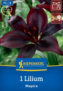 Kiepenkerl Frühjahrsblumenzwiebel Asiatische Lilie Mapira 1 Stück