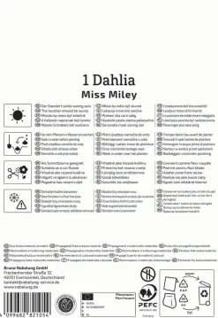 Kiepenkerl Frühjahrsblumenzwiebel Dekorative Dahlie Miss Miley 1 Stück