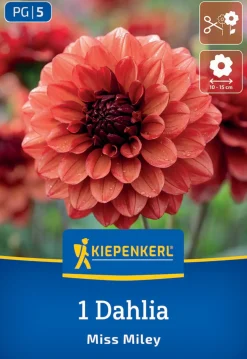 Kiepenkerl Frühjahrsblumenzwiebel Dekorative Dahlie Miss Miley 1 Stück