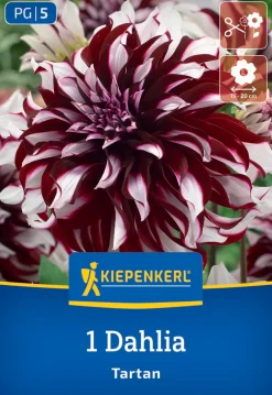 Kiepenkerl Frühjahrsblumenzwiebel Dekorative Dahlie Tartan 1 Stück