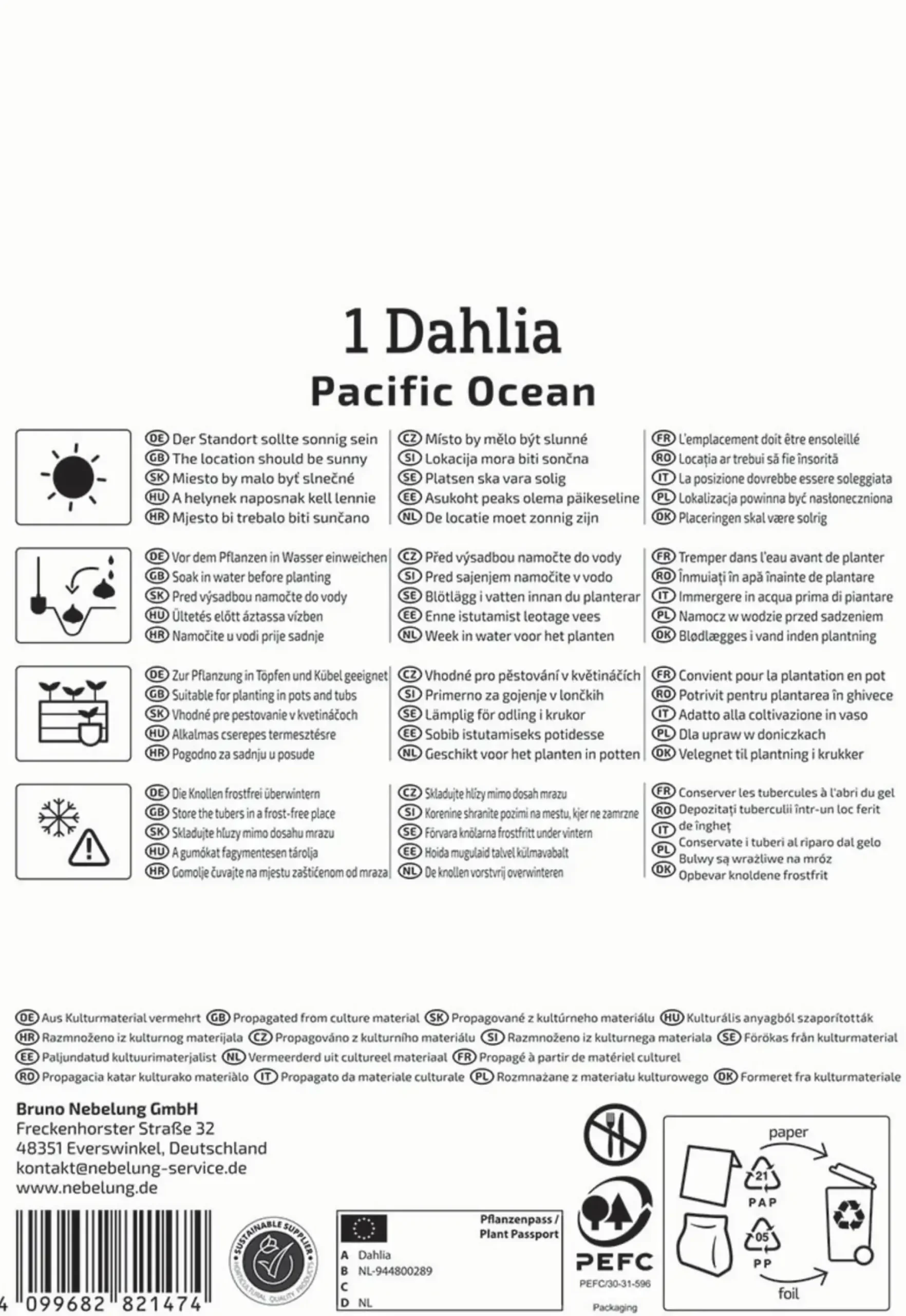 Kiepenkerl Frühjahrsblumenzwiebel Dekorative Dahlie Pacific Ocean 1 Stück