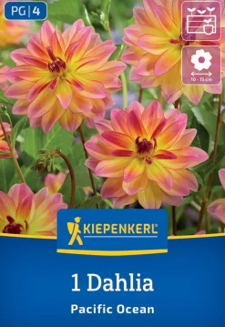 Kiepenkerl Frühjahrsblumenzwiebel Dekorative Dahlie Pacific Ocean 1 Stück