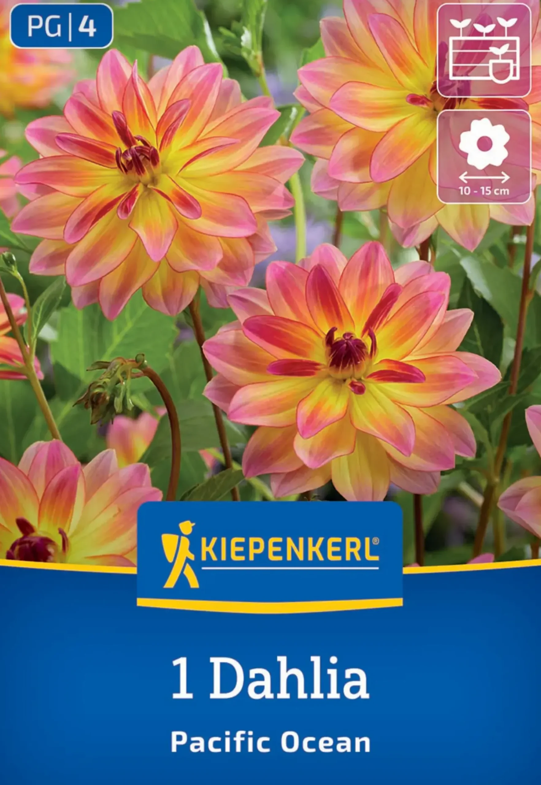 Kiepenkerl Frühjahrsblumenzwiebel Dekorative Dahlie Pacific Ocean 1 Stück