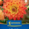 Kiepenkerl Frühjahrsblumenzwiebel Dekorative Dahlie Procyon 1 Stück