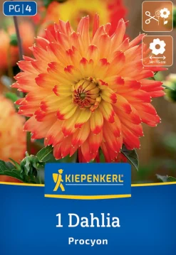 Kiepenkerl Frühjahrsblumenzwiebel Dekorative Dahlie Procyon 1 Stück