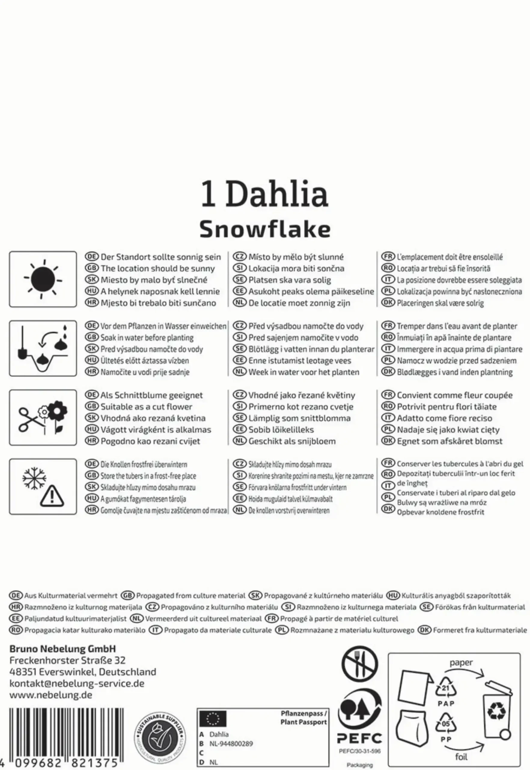 Kiepenkerl Frühjahrsblumenzwiebel Pompon-Dahlie Snowflake 1 Stück