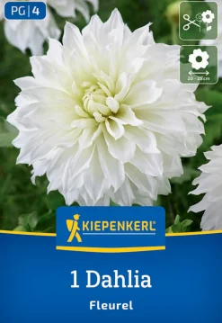 Kiepenkerl Frühjahrsblumenzwiebel Großblütige Dekorativ-Dahlie Fleurel 1 Stück