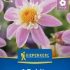 Kiepenkerl Frühjahrsblumenzwiebel Halskrausen-Dahlie Impression Famoso 1 Stück