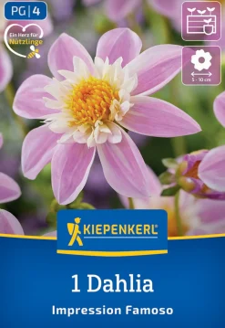 Kiepenkerl Frühjahrsblumenzwiebel Halskrausen-Dahlie Impression Famoso 1 Stück