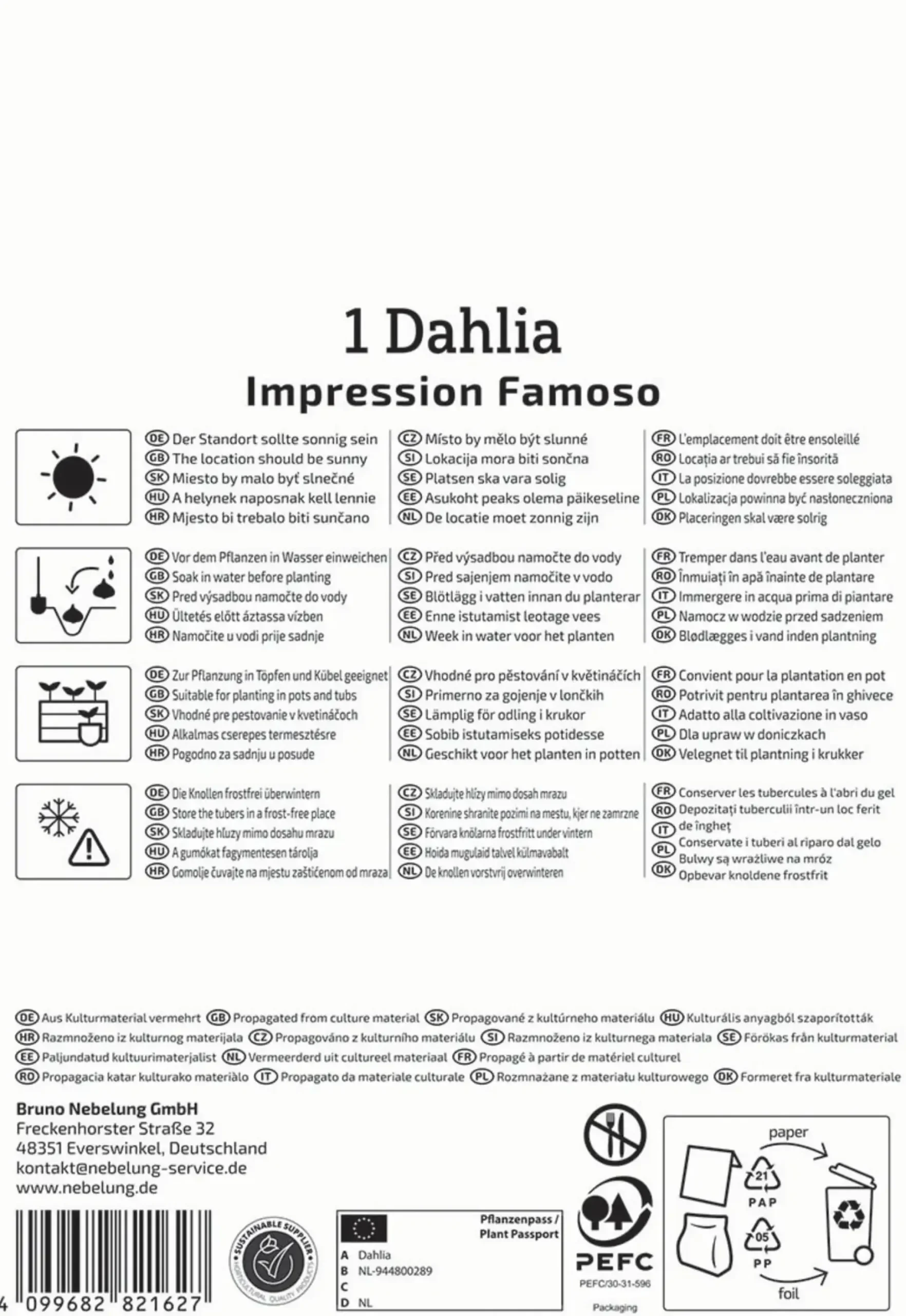 Kiepenkerl Frühjahrsblumenzwiebel Halskrausen-Dahlie Impression Famoso 1 Stück