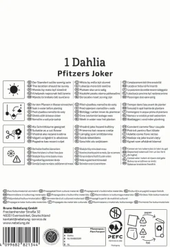 Kiepenkerl Frühjahrsblumenzwiebel Kaktus-Dahlie Pfitzers Joker 1 Stück