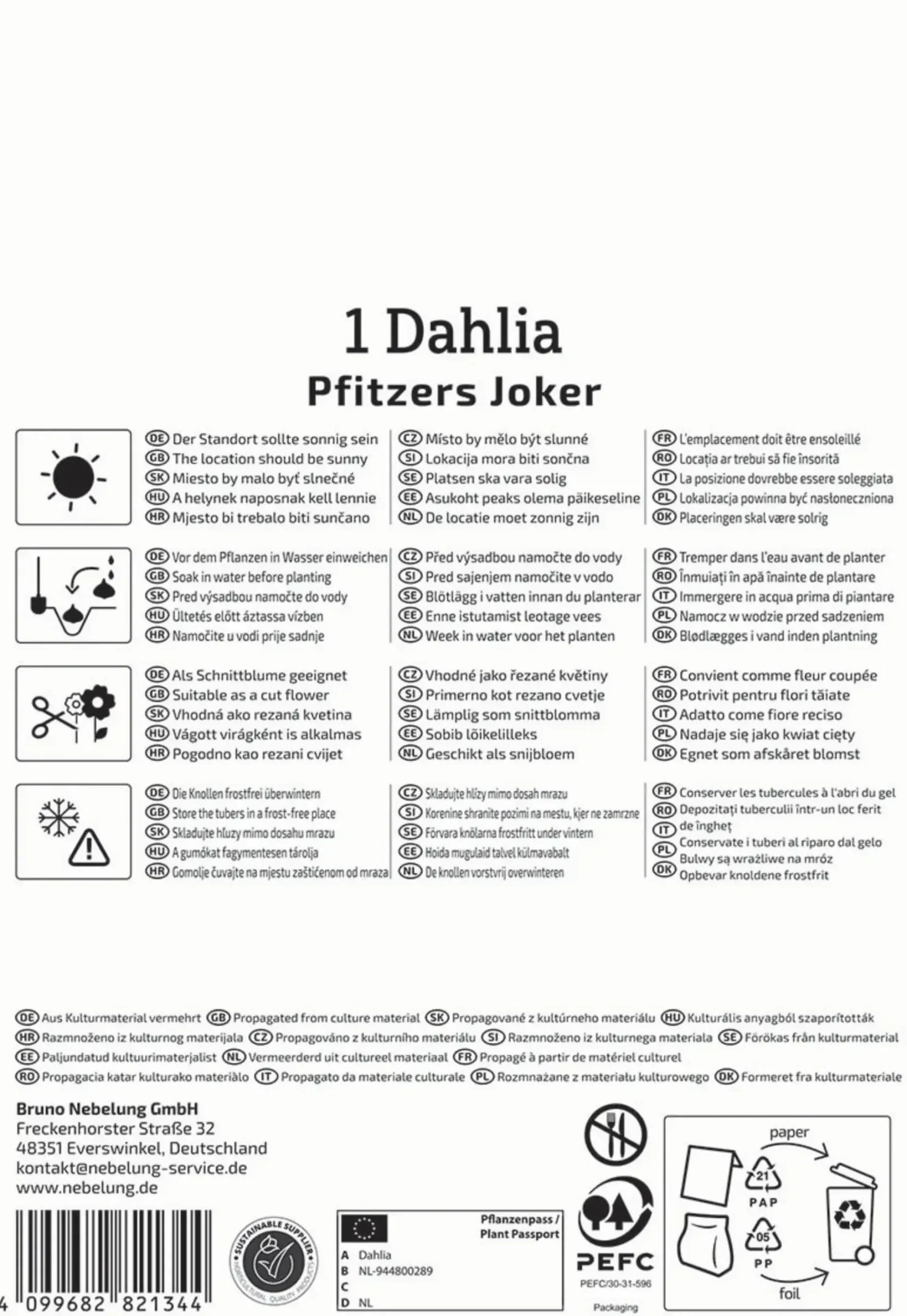 Kiepenkerl Frühjahrsblumenzwiebel Kaktus-Dahlie Pfitzers Joker 1 Stück