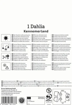 Kiepenkerl Frühjahrsblumenzwiebel Kaktus-Dahlie Kennemerland 1 Stück