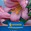 Kiepenkerl Frühjahrsblumenzwiebel Trompeten-Lilie Pink Perfektion 1 Stück