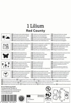 Kiepenkerl Frühjahrsblumenzwiebel Asiatische Lilie Red County 1 Stück