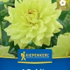 Kiepenkerl Frühjahrsblumenzwiebel Dekorative Dahlie Go Go Yellow 1 Stück