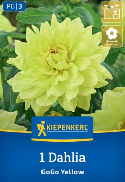 Kiepenkerl Frühjahrsblumenzwiebel Dekorative Dahlie Go Go Yellow 1 Stück