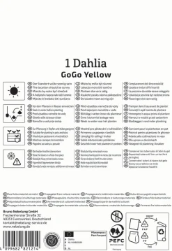 Kiepenkerl Frühjahrsblumenzwiebel Dekorative Dahlie Go Go Yellow 1 Stück