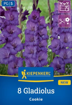 Kiepenkerl Frühjahrsblumenzwiebel Gladiole Cookie 8 Stück