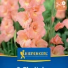 Kiepenkerl Frühjahrsblumenzwiebel Großblumige Gladiole Praha 8 Stück