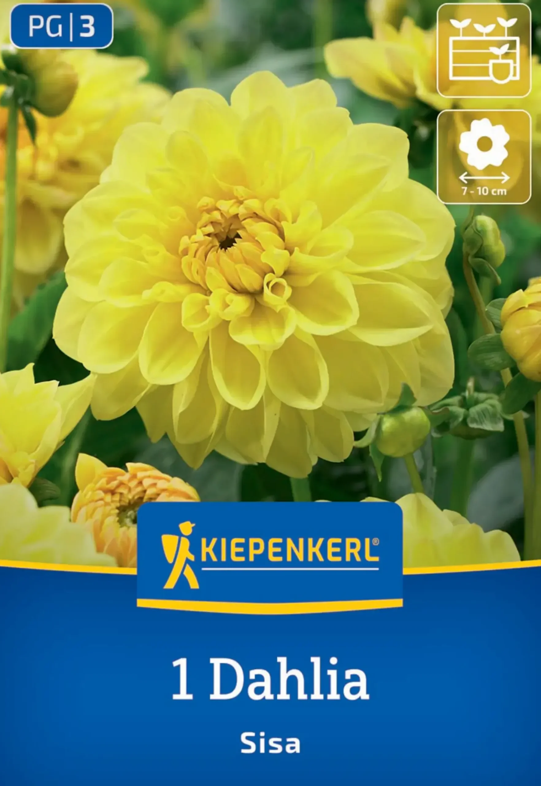 Kiepenkerl Frühjahrsblumenzwiebel Beet- & Kübel-Dahlie Sisa 1 Stück